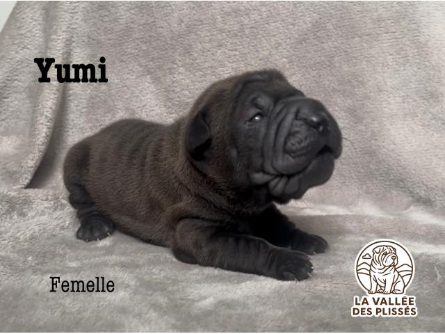 Photo Chiots Sharpei image 3/5