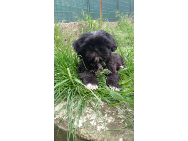 Photo Chiots shih tzu image 3/4