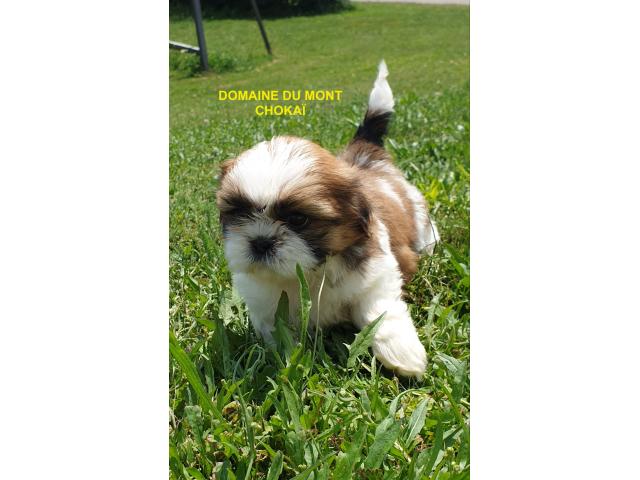 Photo Chiots Shih Tzu Domaine du Mont Chokaï image 3/5