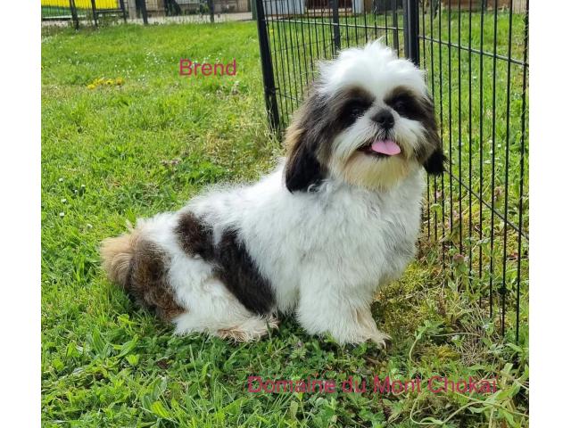 Photo Chiots Shih Tzu " Domaine du Mont Chokaï Suisse" image 3/3