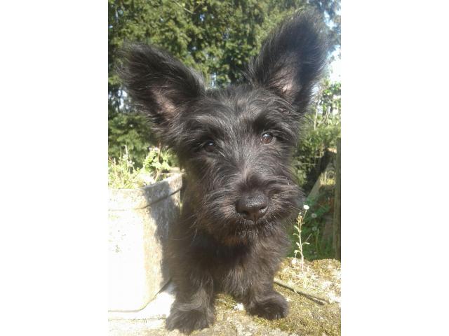 Photo Chiots skye terrier image 3/4