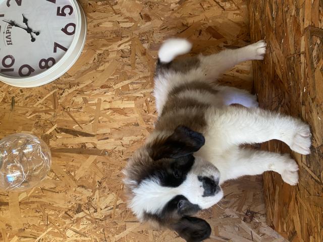 Photo chiots st bernard image 3/6