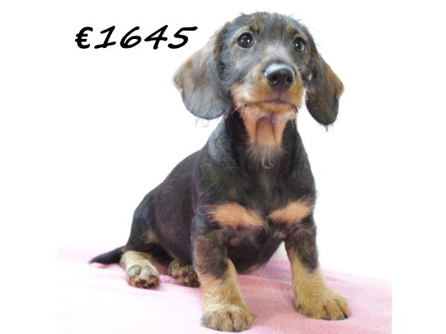 Photo Chiots teckel à poil dur à vendre image 3/6