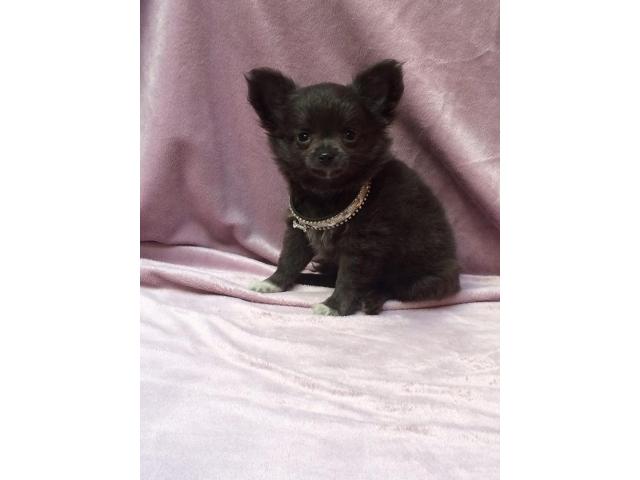 Photo chiots type chihuahua (( male )) image 3/3