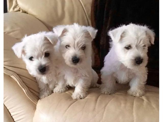 Photo Chiots Westies /West Highland White Terrier image 3/3