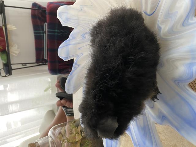 Photo Cochon d Inde style Teddy image 3/3