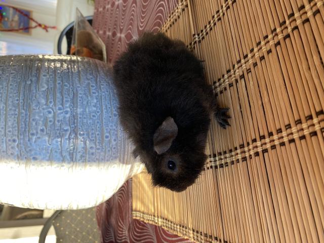 Photo Cochon d’Inde male(2) image 3/4