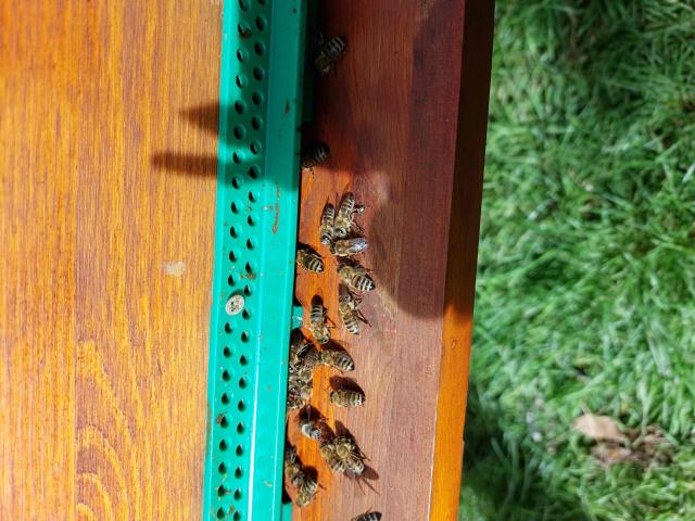 Photo colonies d'abeilles en production   reine 2024 image 3/3
