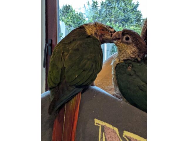 Photo Conure jeune 2025 eam image 3/3