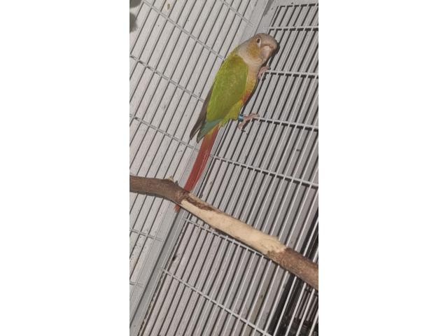 Photo Conure molinea image 3/4