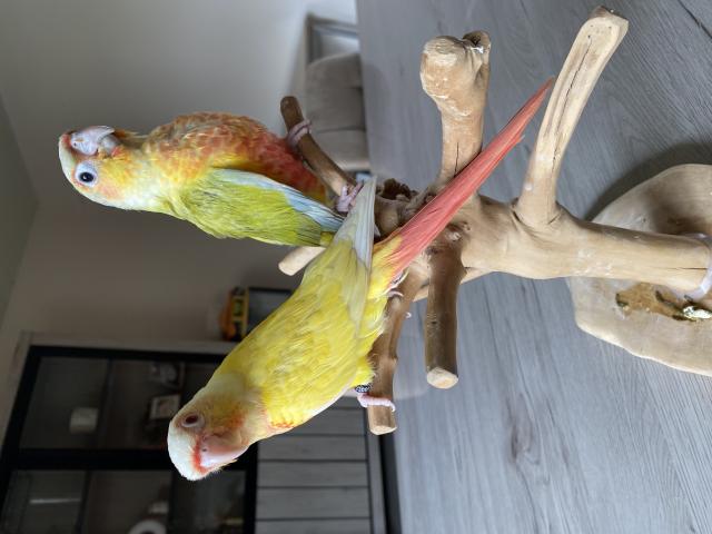 Photo CONURE PYRRHURA APPRIVOISÉ EAM image 3/6