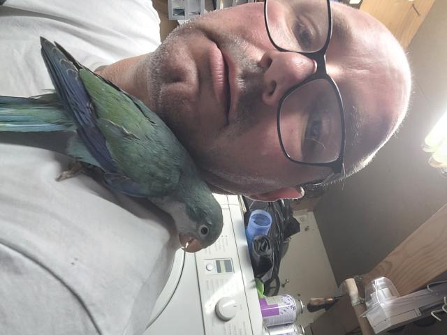 Photo conure veuve image 3/4