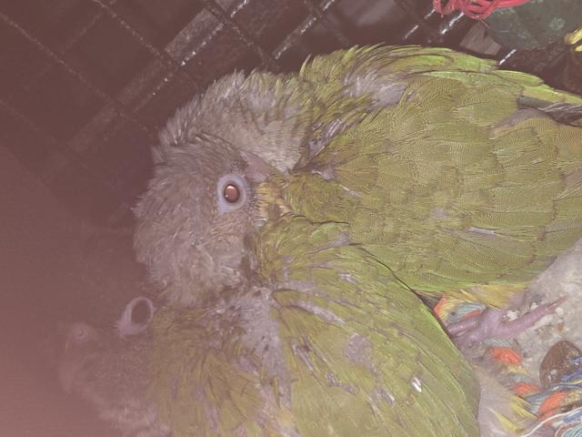 Photo Conures EAM image 3/4