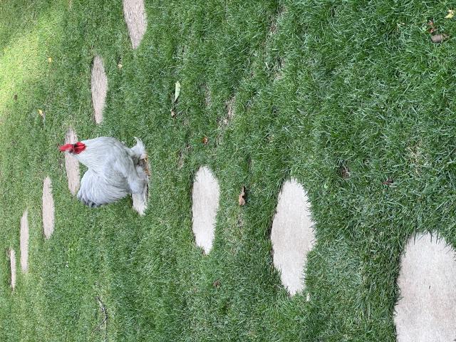 Photo Cop de Pekin gris perle image 3/3