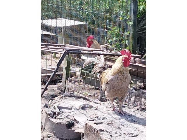 Photo Coq image 3/6