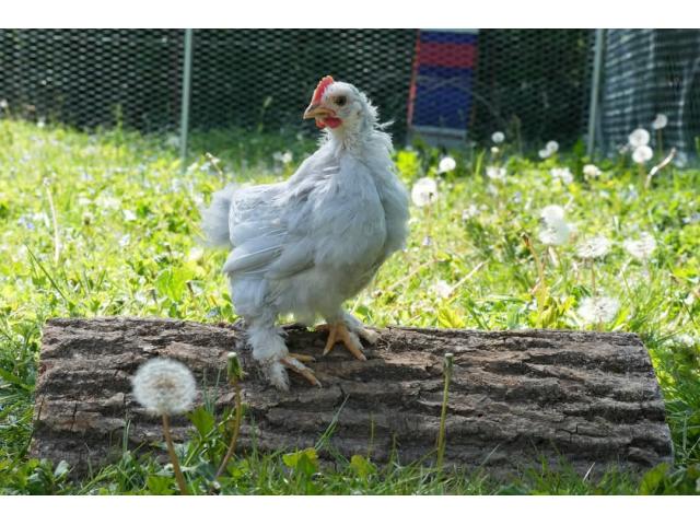 Photo Coq à donner image 3/3
