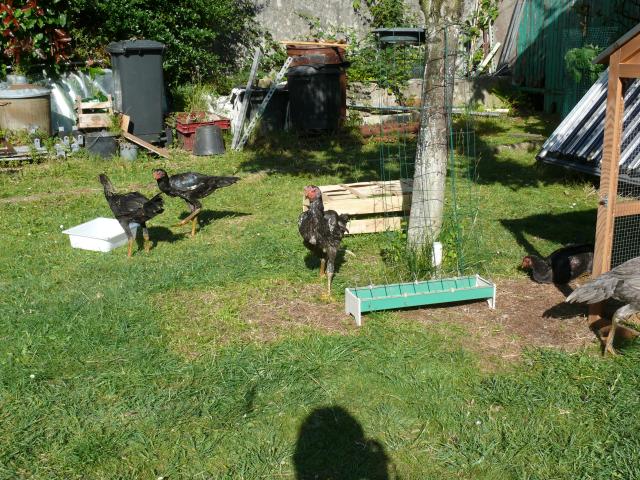 Photo Coq Aseel à adopter image 3/4