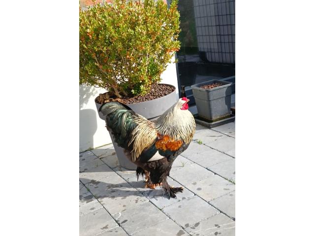Photo Coq Brahma élevé (9 mois) à donner image 3/6