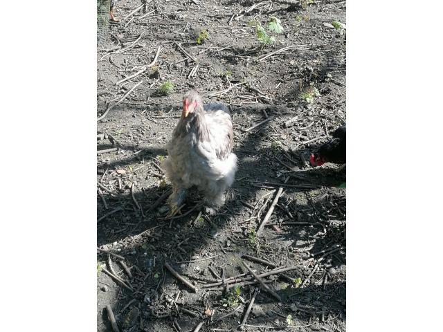 Photo coq cochin gris perle image 3/3