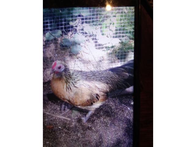 Photo Coq et poule rasse phoenix image 3/4