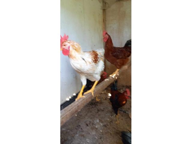 Photo Coq race Harko image 3/5