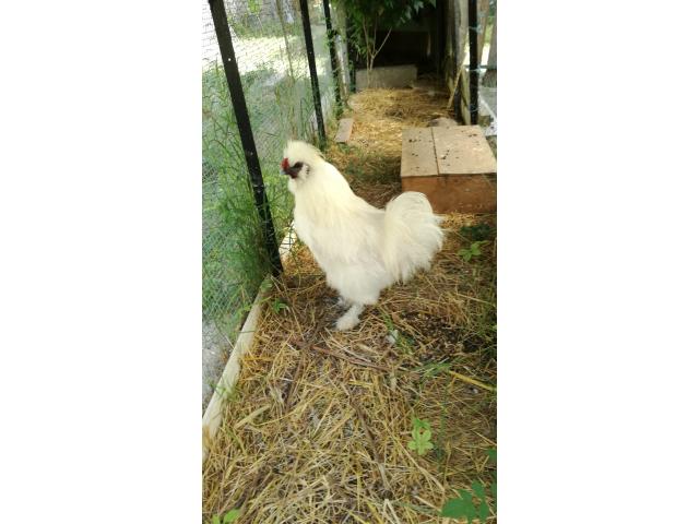 Photo Coq soie image 3/4