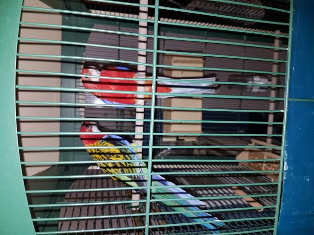 Photo couple d omnicolors  avec leur cage image 3/4