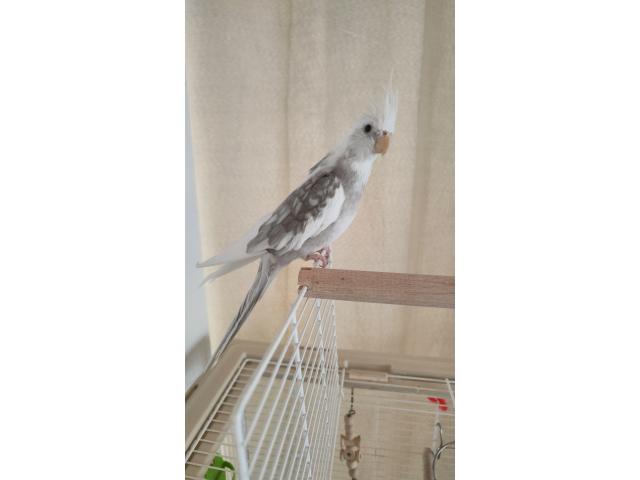 Photo Couple de Calopsittes apprivoisés + cage et accessoires image 3/5