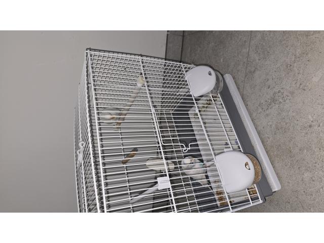 Photo Couple de perruches ondulés image 3/3