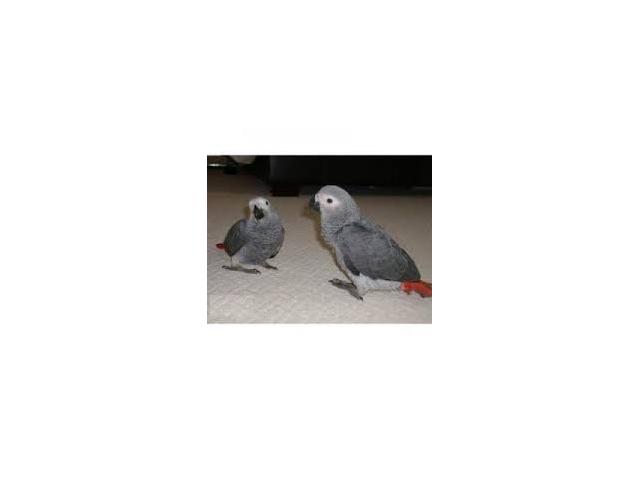 Photo couple gris de gabon image 3/3