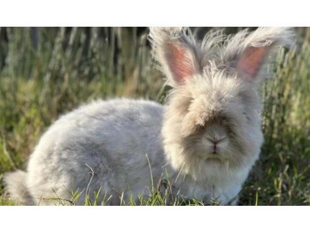 Photo Couple lapin angora anglais image 3/3