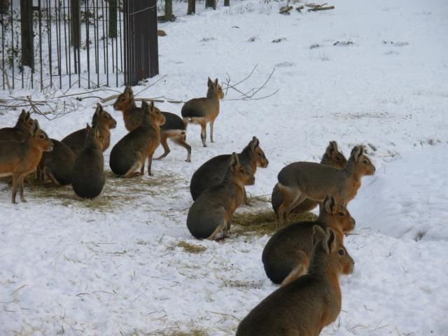 Photo couple mara ( lièvre de Patagonie ) image 3/4