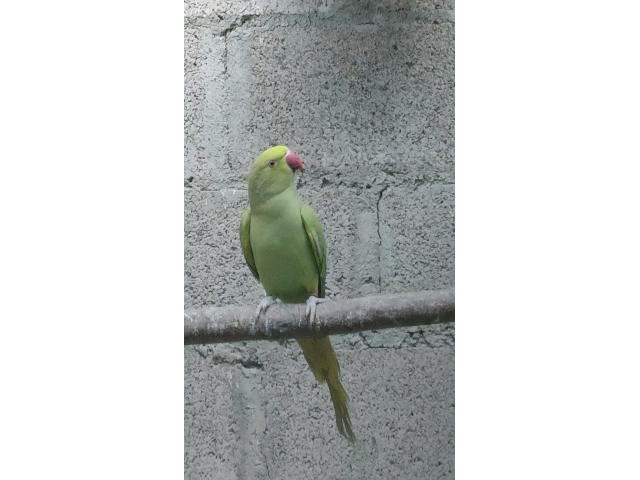 Photo Couple Perruche a collier image 3/3