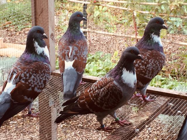 Photo Couples pigeons Cauchois Bleu Maillé Rouge image 3/3
