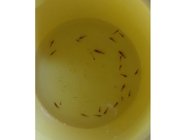Photo Crevettes red cherry image 3/3