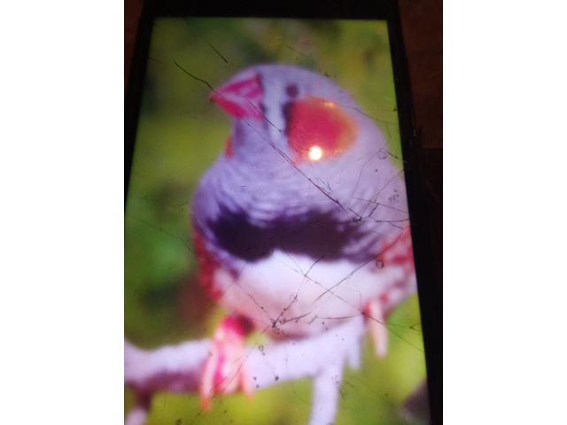 Photo Diamant mandarin image 3/3