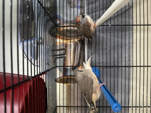 Photo Diamants mandarins gris et isabelles image 3/4