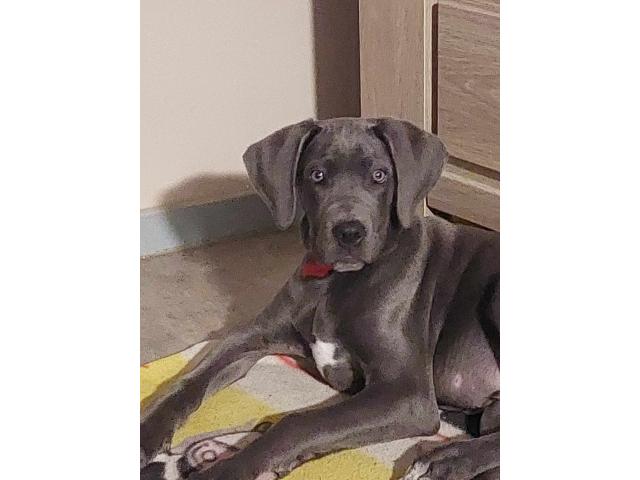 Photo Dogue allemand croisé cane corso bleu image 3/3