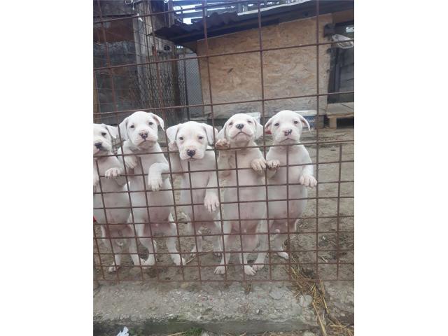 Photo DOGUE ARGENTIN PEDIGREE image 3/3
