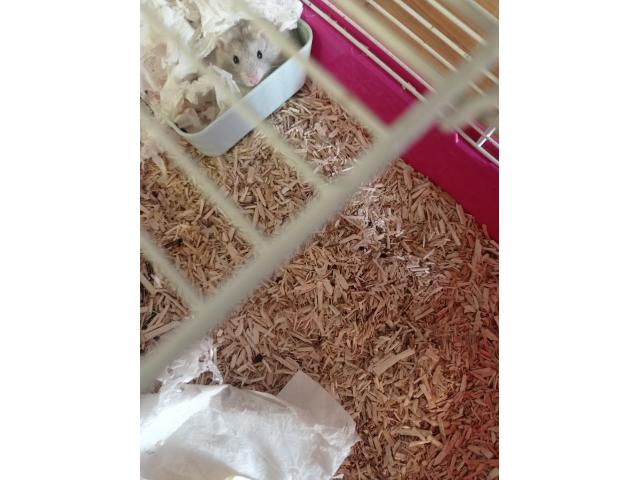 Photo Donne hamster + cage image 3/3