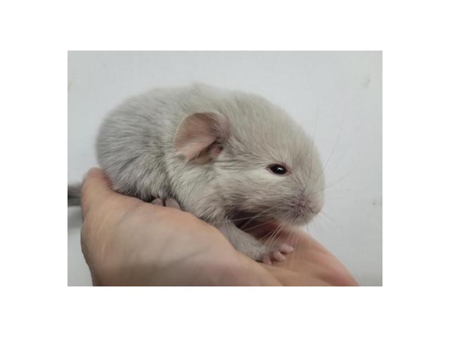 Photo Duo bébé chinchilla chocolat homozygote elevage familial serieux image 3/5