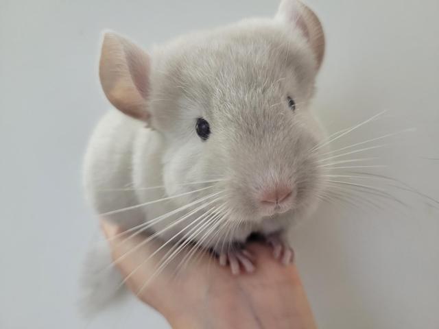 Photo Duo bébé chinchilla chocolat homozygote elevage familial serieux image 3/5