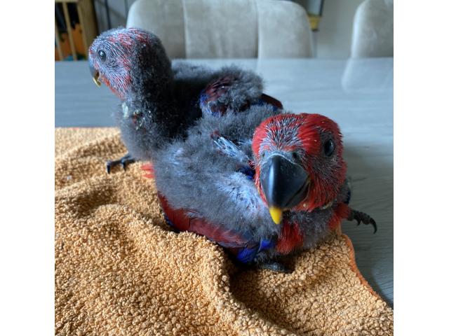 Photo ECLECTUS APPRIVOISER EAM 2025 image 3/6