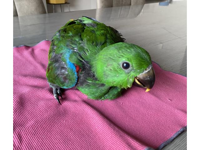 Photo Ecletus Apprivoiser Eam image 3/6