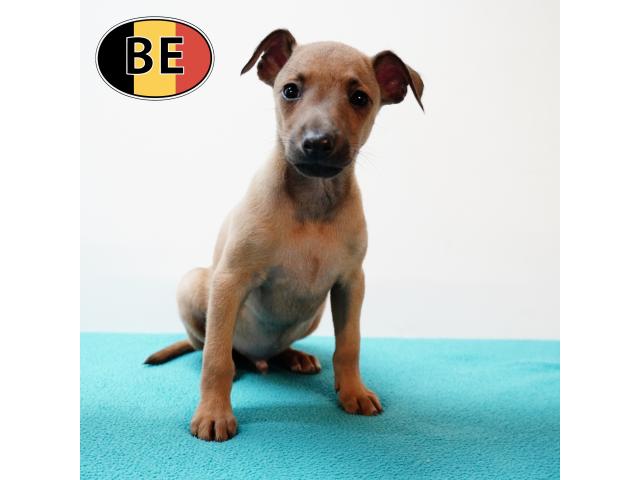 Photo Elégants chiots Petit Levrier Italien à vendre image 3/6