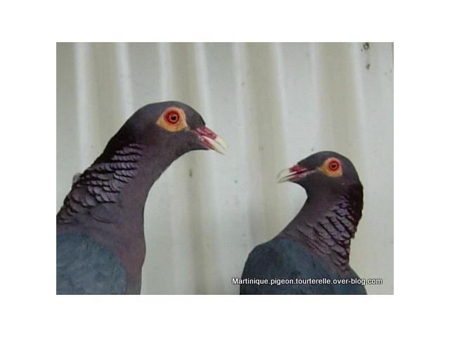 Photo Elevage pigeon colombe et tourterelle image 3/4
