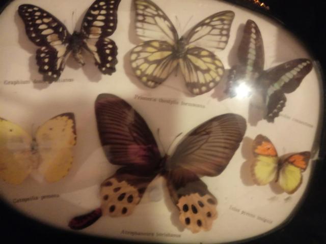 Photo Ensemble de collection de papillon image 3/3
