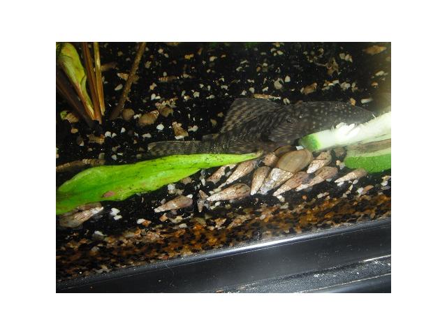 Photo escargots d'aquarium image 3/4