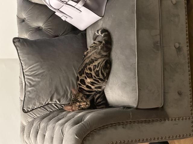 Photo Étalon bengal Loof brown tabby spotted pour saillie image 3/3