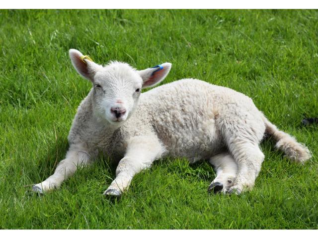 Photo famille de moutons a vendre image 3/3